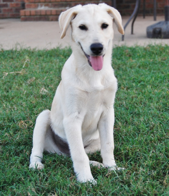 Handsome Oliver