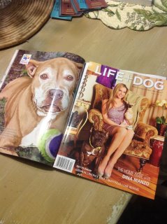 Angel is featured in Life + Dog