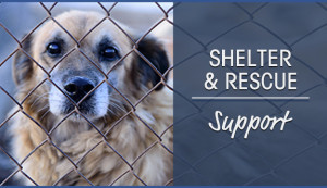shelter-rescue-support