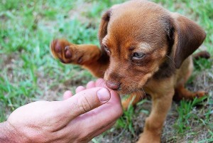 13433302_1048469538523968_3551037956534553531_o